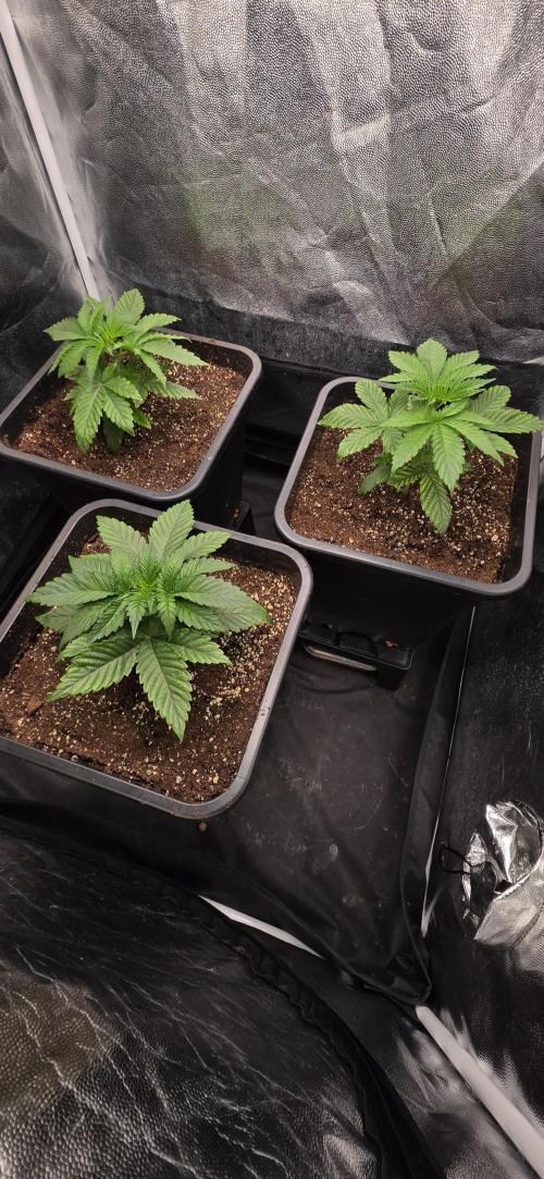 Oreoz Milkshake. Week 3