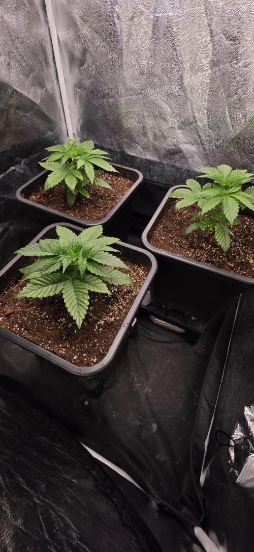 Oreoz Milkshake. Week 3
