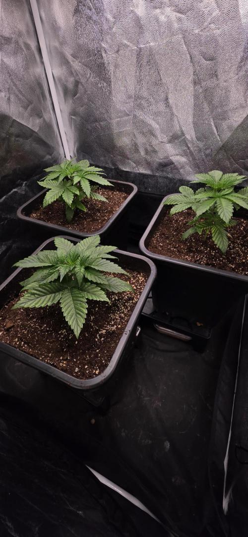 Oreoz Milkshake. Week 3