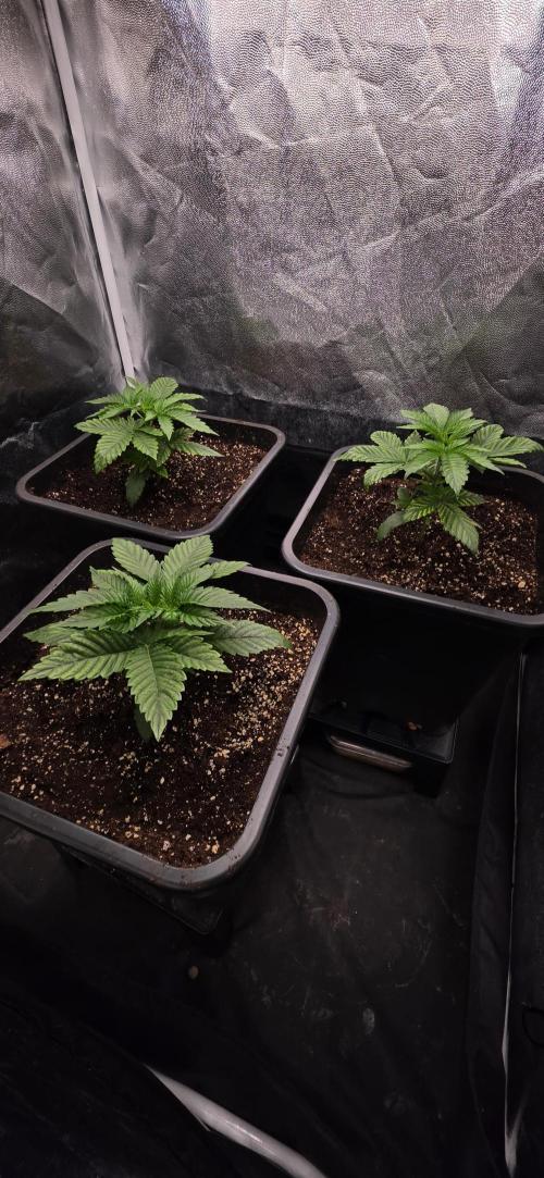 GT 100x100x180. Week 3
