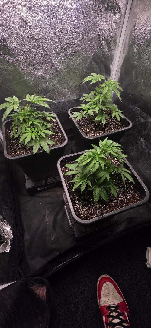 GT 100x100x180. Week 4