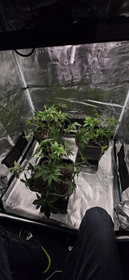 GT 100x100x180. Week 5