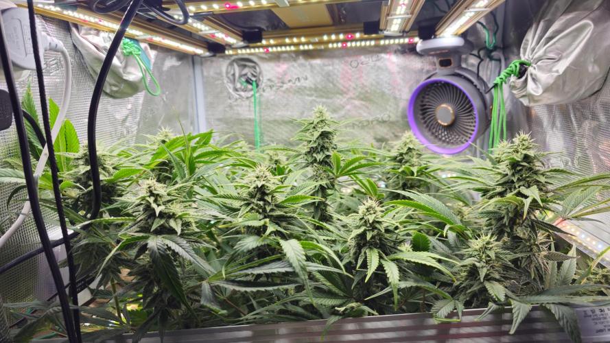 My Secret Garden - GSC. Week 5