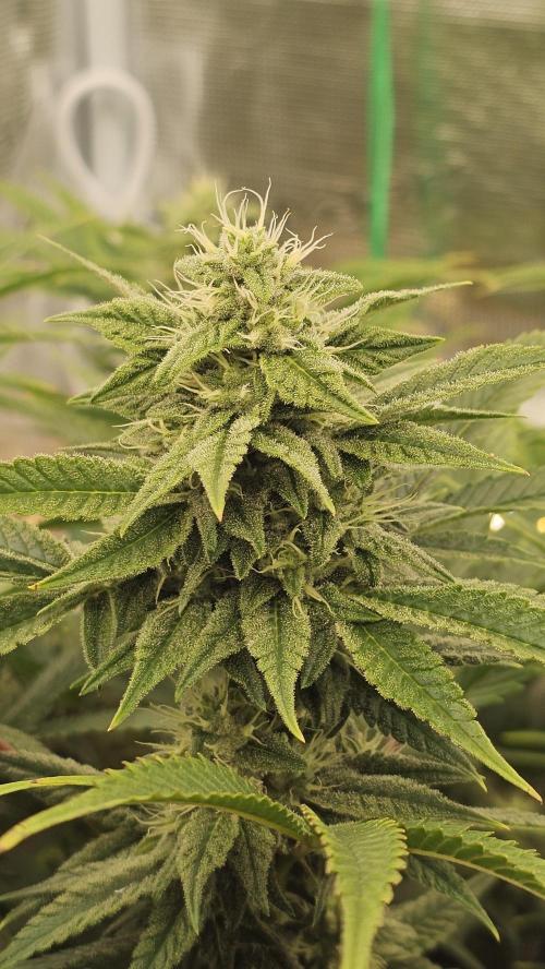 My Secret Garden - GSC. Week 5