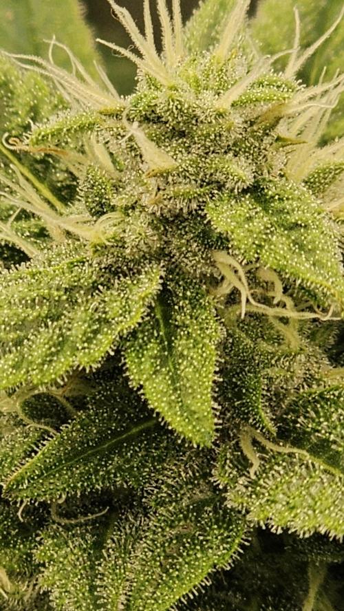 My Secret Garden - GSC. Week 5