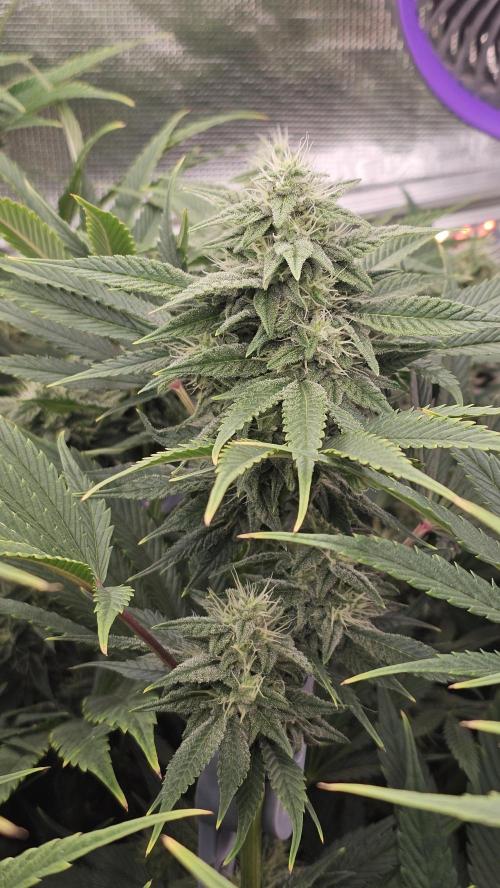 My Secret Garden - GSC. Week 5