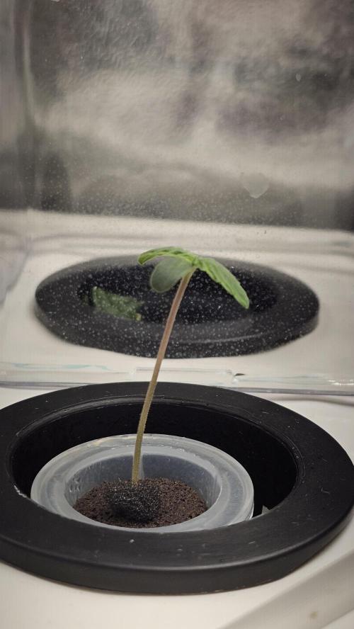 My Secret Garden 2 - GSC & GDP. Week 0 - GDP Germination - Day 8