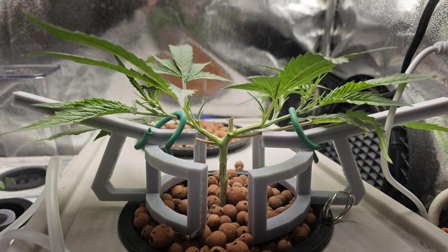 My Secret Garden 2 - GSC & GDP. Week 0 - Girl Scout Cookie Clone - Topped and Mainlined