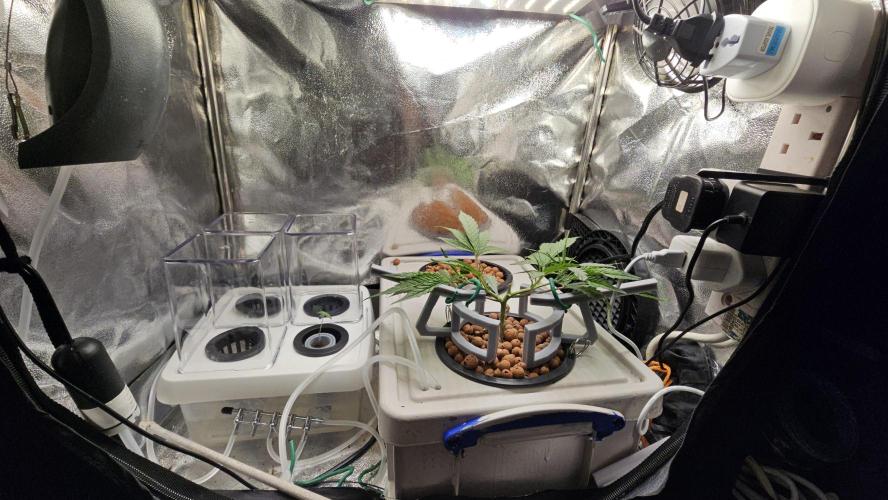 My Secret Garden 2 - GSC & GDP. Week 0