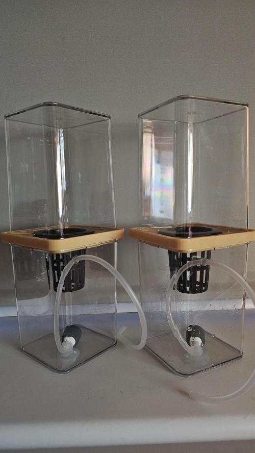 My Secret Garden 2 - GSC & GDP. Week 6 - New Cloners