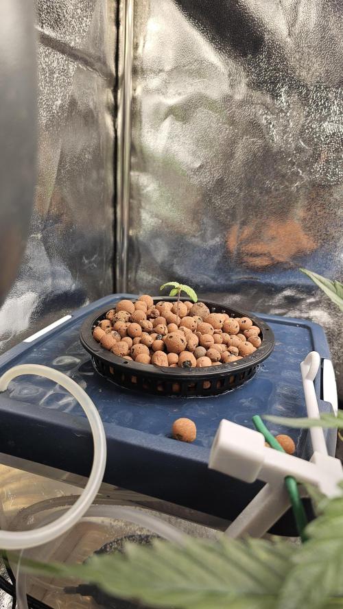 My Secret Garden 2 - GSC & GDP. Week 6