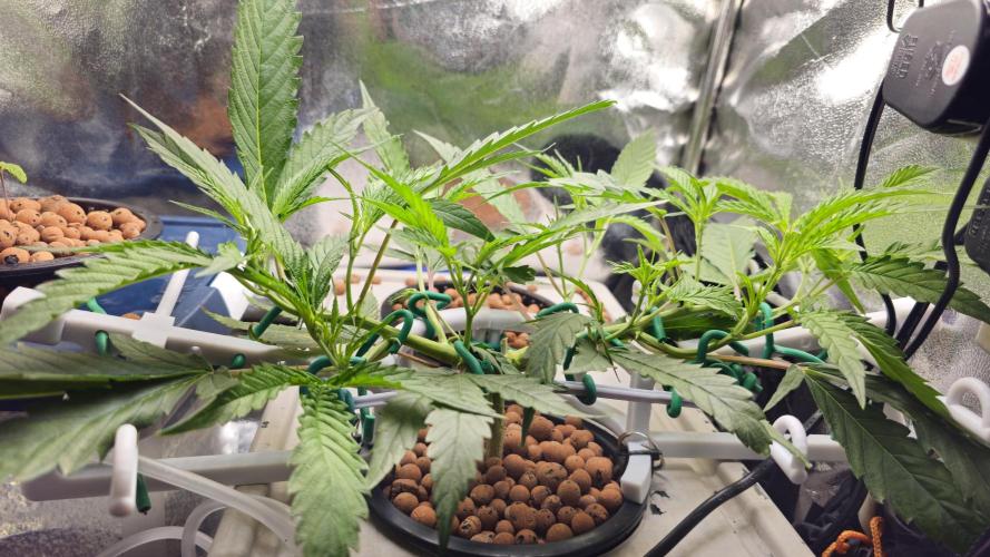 My Secret Garden 2 - GSC & GDP. Week 6