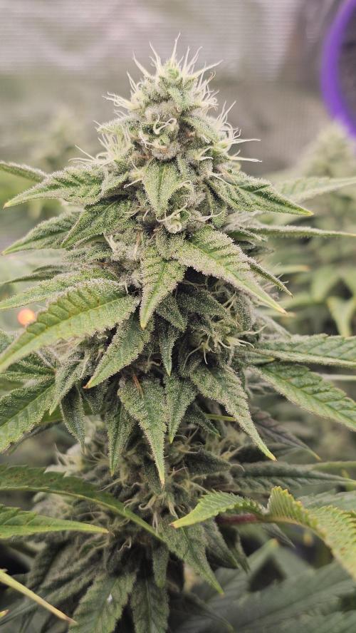 My Secret Garden - GSC. Week 6