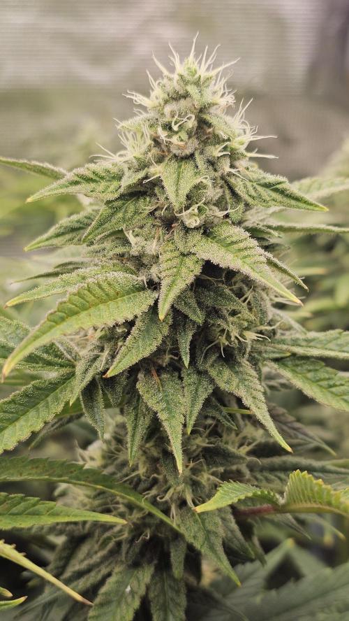 My Secret Garden - GSC. Week 6