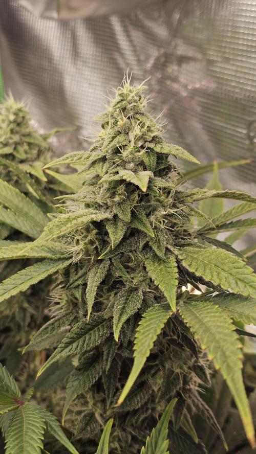 My Secret Garden - GSC. Week 6