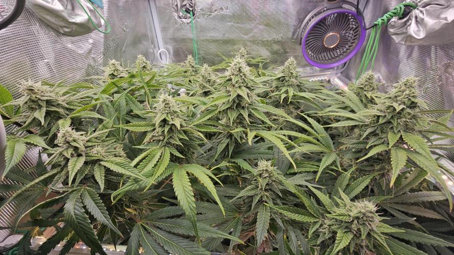 My Secret Garden - GSC. Week 6