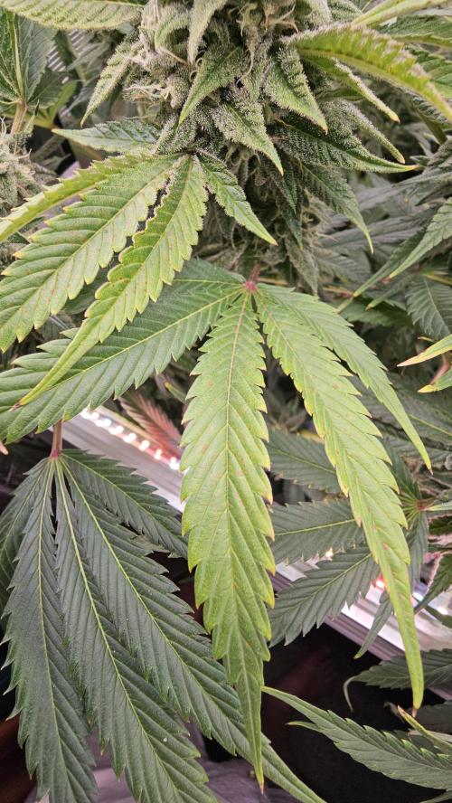 My Secret Garden - GSC. Week 6 - Deficiency