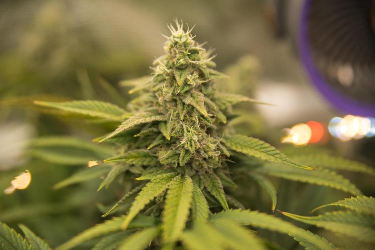 My Secret Garden - GSC. Week 7