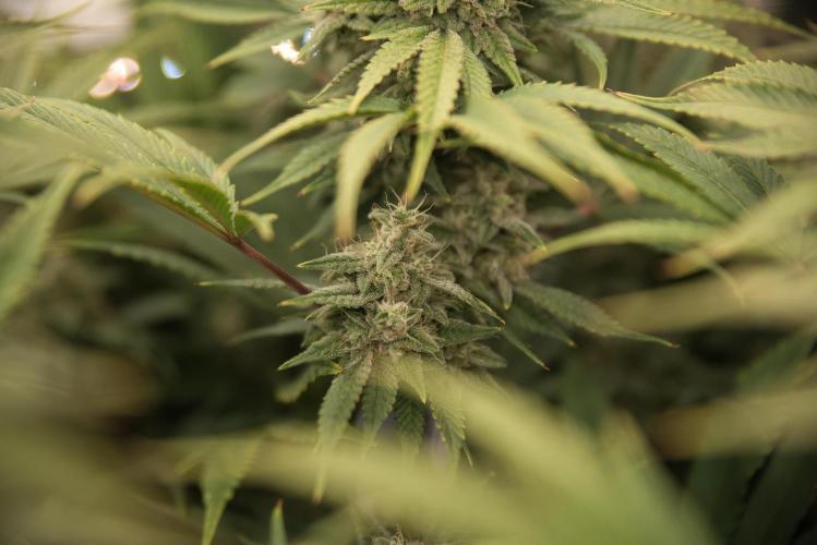 My Secret Garden - GSC. Week 7