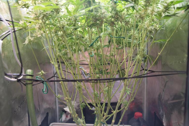 My Secret Garden - GSC. Week 7