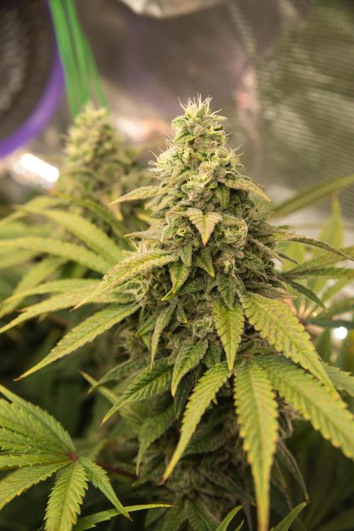 My Secret Garden - GSC. Week 7