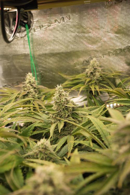 My Secret Garden - GSC. Week 7