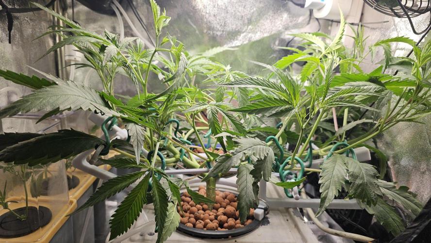 My Secret Garden 2 - GSC & GDP. Week 7