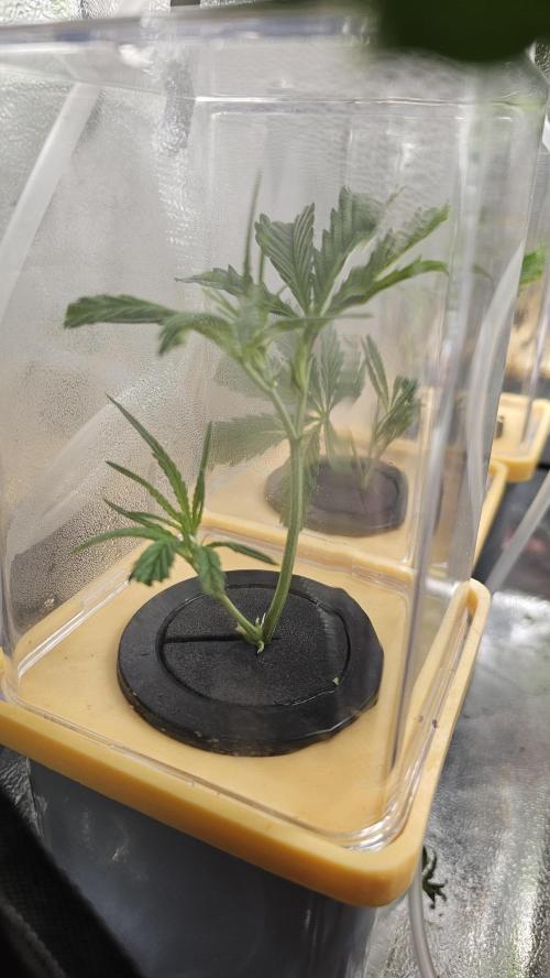 My Secret Garden 2 - GSC & GDP. Week 7