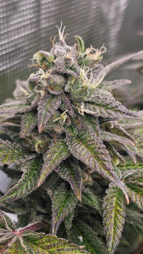 My Secret Garden - GSC. Week 8 - Left Cola