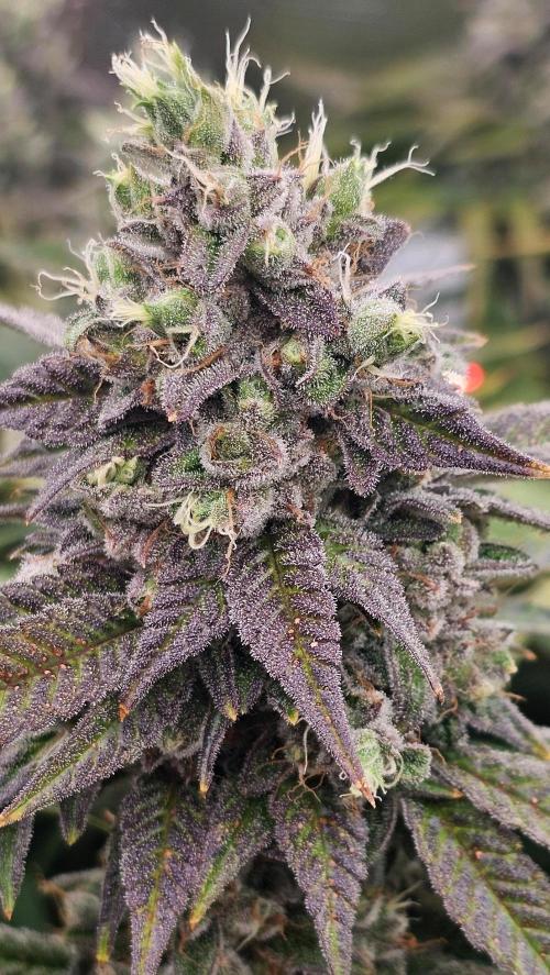 My Secret Garden - GSC. Week 8 - Central
