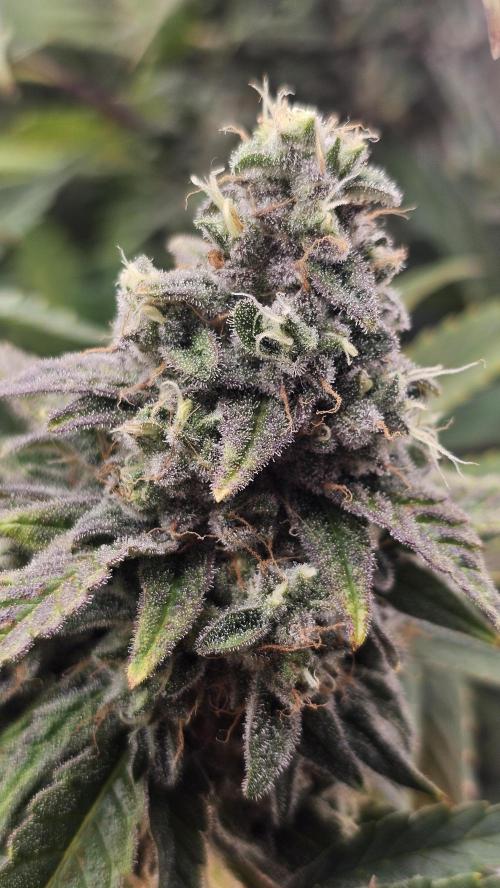 My Secret Garden - GSC. Week 8 - Front Cola