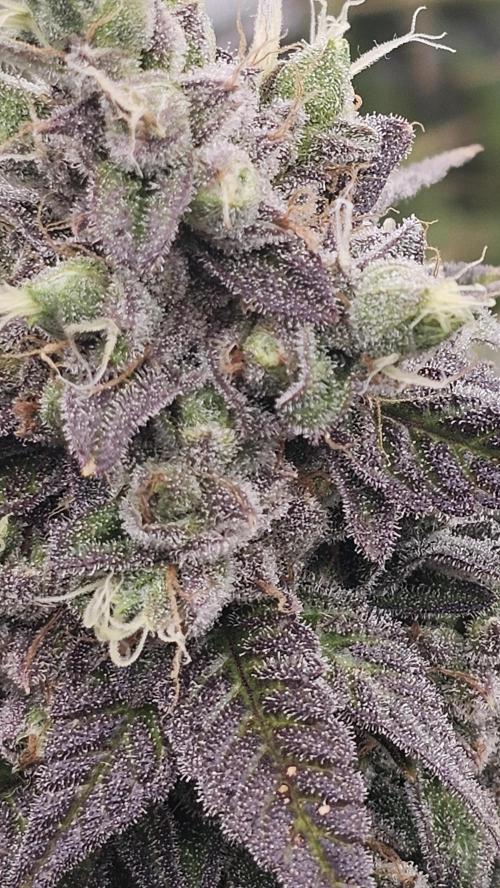 My Secret Garden - GSC. Week 8 - Closeup