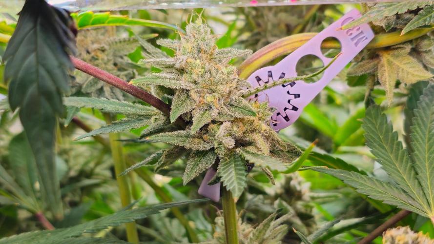 My Secret Garden - GSC. Week 8 - Lower Popcorns
