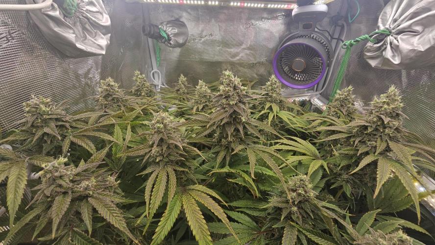 My Secret Garden - GSC. Week 8 - Canoopy