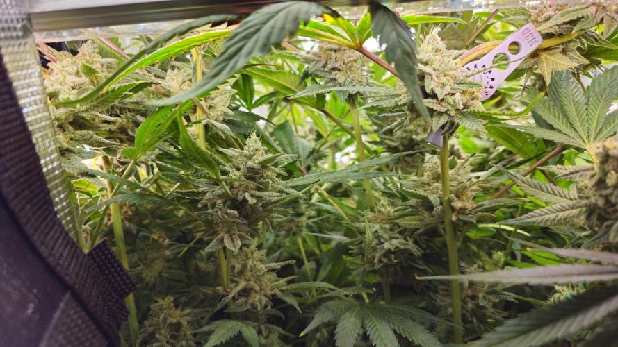 My Secret Garden - GSC. Week 8 - Lower Canopy