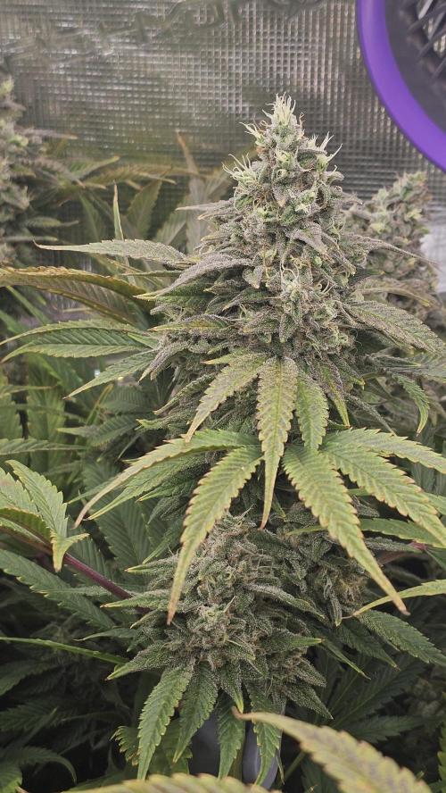 My Secret Garden - GSC. Week 8