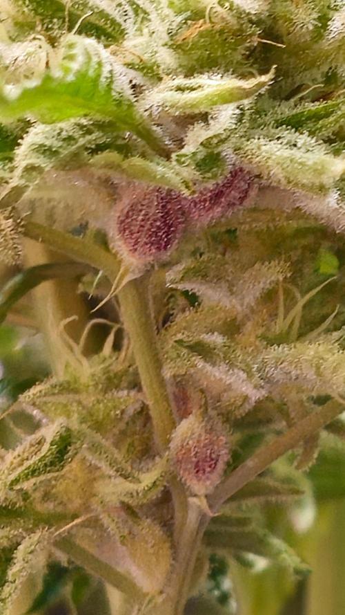 My Secret Garden - GSC. Week 8 - Missed lollipop site
