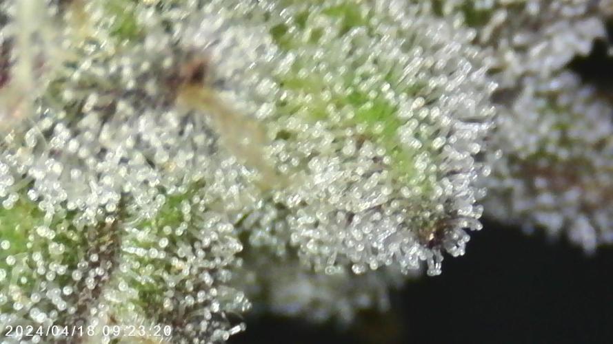 My Secret Garden - GSC. Week 8 - T1