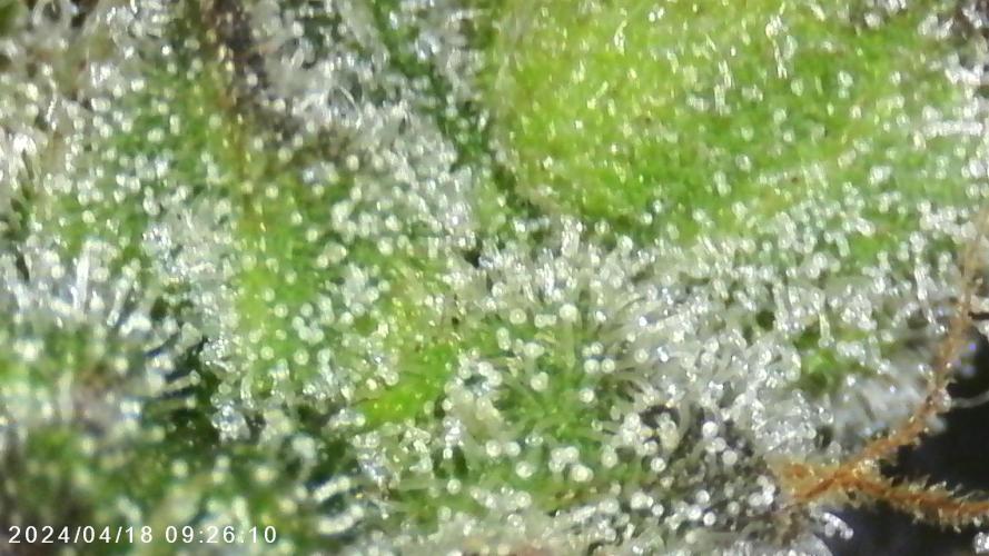 My Secret Garden - GSC. Week 8 - T2