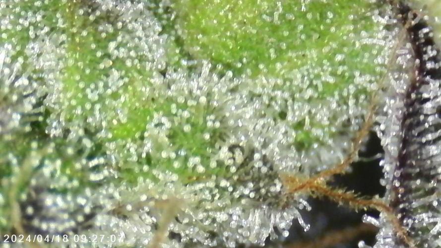 My Secret Garden - GSC. Week 8 - T3