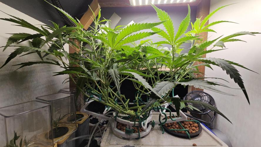 My Secret Garden - GSC "TinkyTonk". Week 8