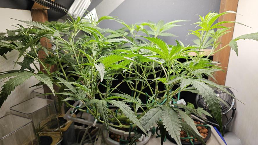 My Secret Garden - GSC "TinkyTonk". Week 8
