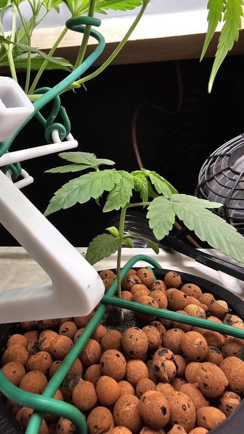 My Secret Garden - GSC "TinkyTonk". Week 8 - GDP