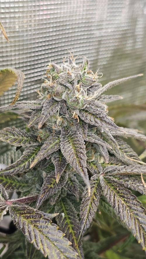 My Secret Garden - GSC. Week 9