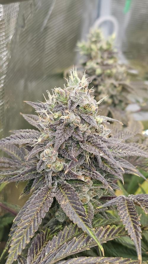 My Secret Garden - GSC. Week 9