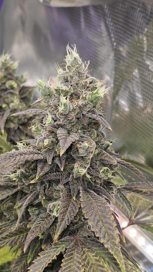 My Secret Garden - GSC. Week 9
