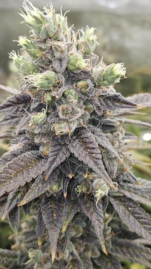 My Secret Garden - GSC. Week 9