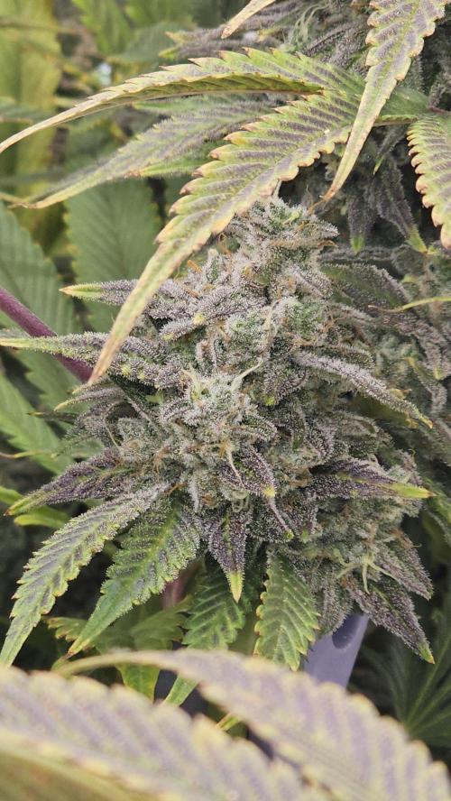 My Secret Garden - GSC. Week 9