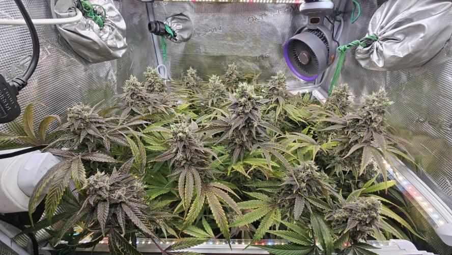 My Secret Garden - GSC. Week 9
