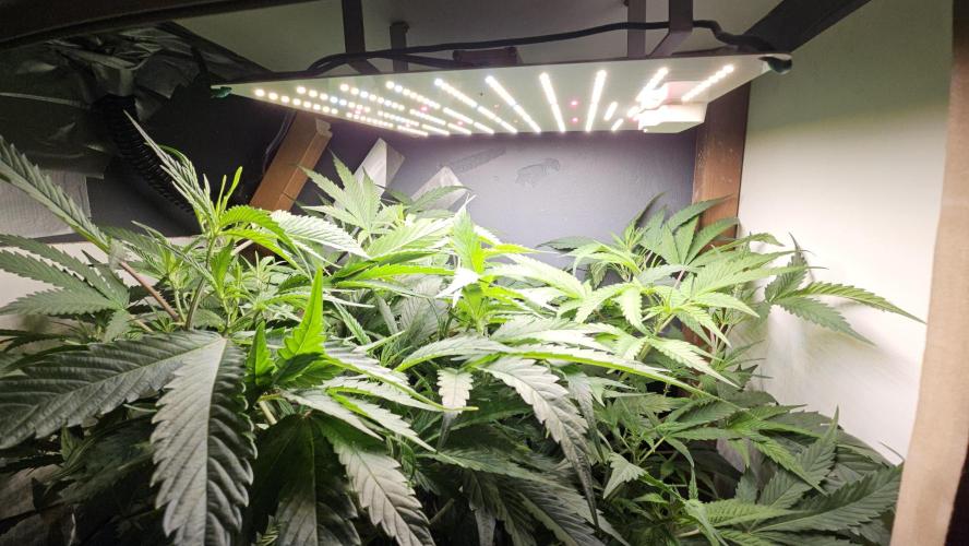 My Secret Garden - GSC "TinkyTonk". Week 9 - Canopy
